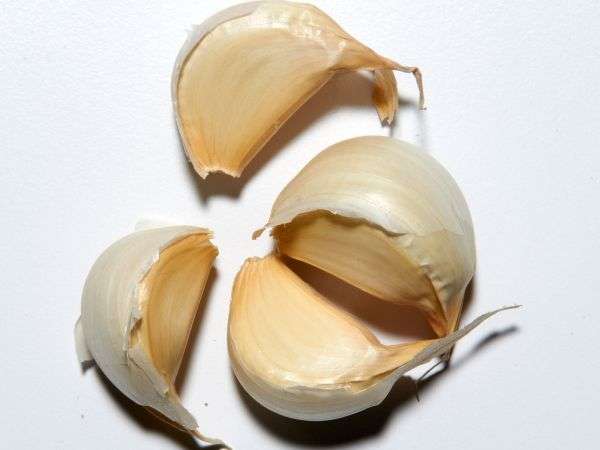 garlic