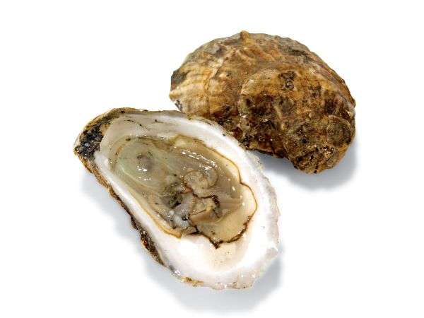 shell fish